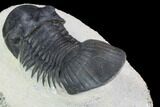 Paralejurus Trilobite Fossil - Ofaten, Morocco #92126-4